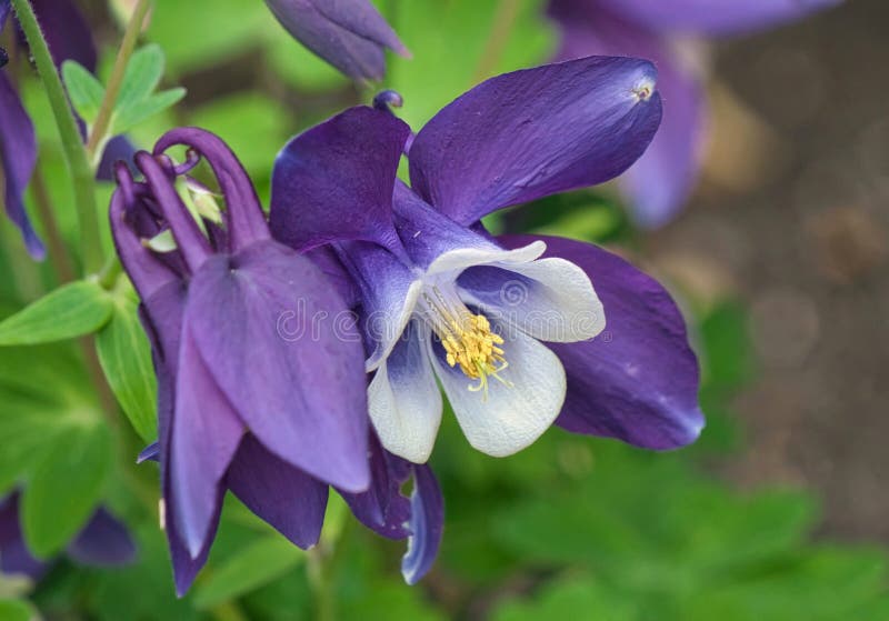 Vue haute étroite de fleur de Columbine d'ancolie images stock Vue haute étroite de fleur de Columbine d'ancolie images stock