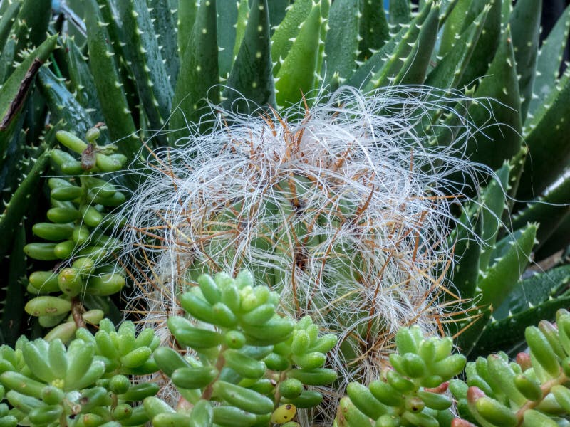 Vue haute étroite des cactus photos stock Vue haute étroite des cactus photos stock