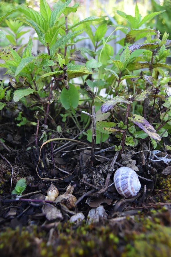 Vue haute étroite des plantes vertes, petits morceaux de roches et bois et une maison d'escargot photographie stock libre de droits Vue haute étroite des plantes vertes, petits morceaux de roches et bois et une maison d'escargot photographie stock libre de droits