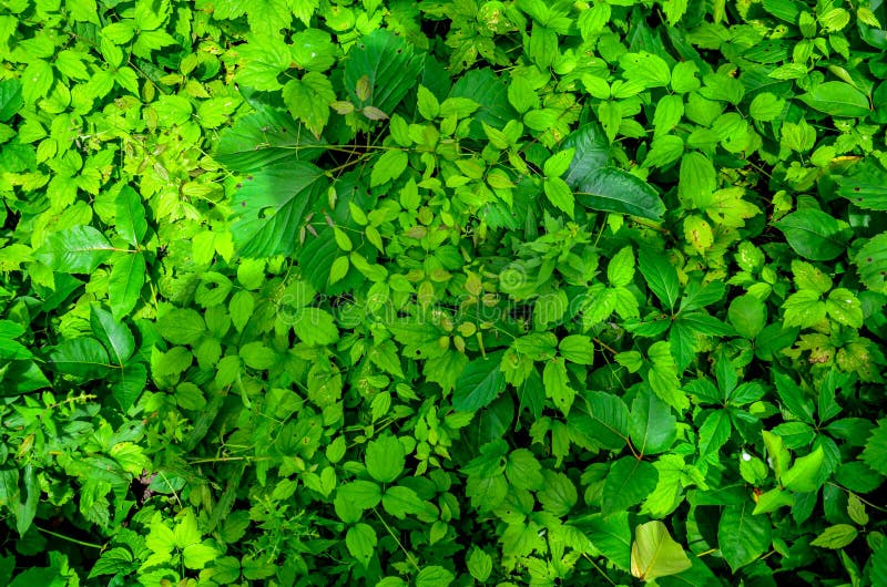 Vue hiérarchisée d'ivrogne Vegitation image libre de droits