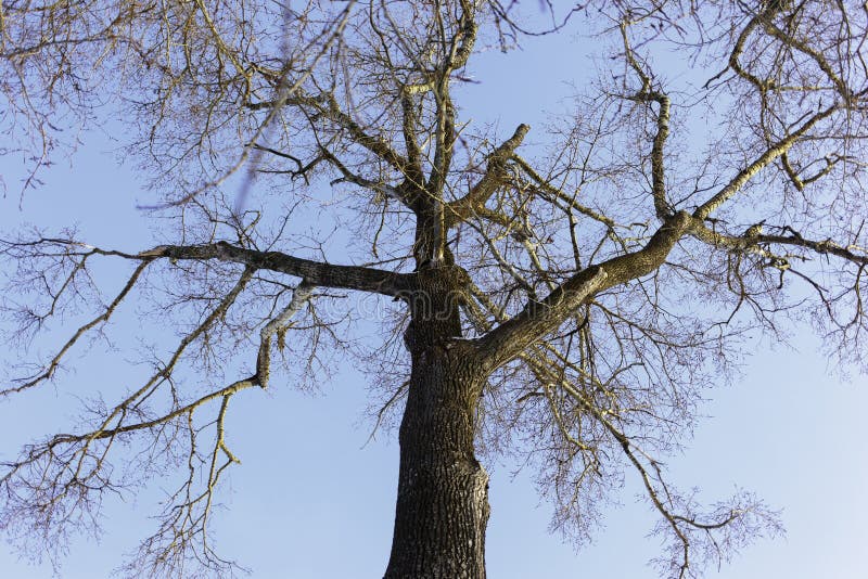 Vue inférieure d'arbre photographie stock libre de droits Vue inférieure d'arbre photographie stock libre de droits