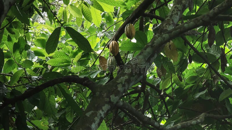 Vue large de fruit mûr de cacao sur l'arbre dans Bali photo stock Vue large de fruit mûr de cacao sur l'arbre dans Bali photo stock