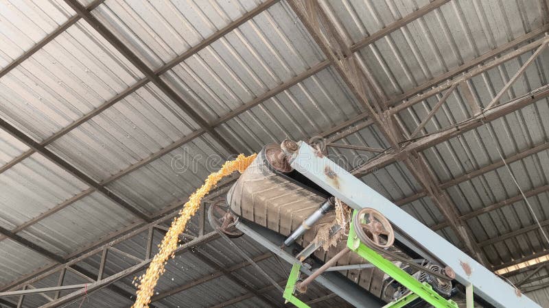 Vue latérale des graines de maïs sur la machine à concasser Thaïlande clips vidéos
