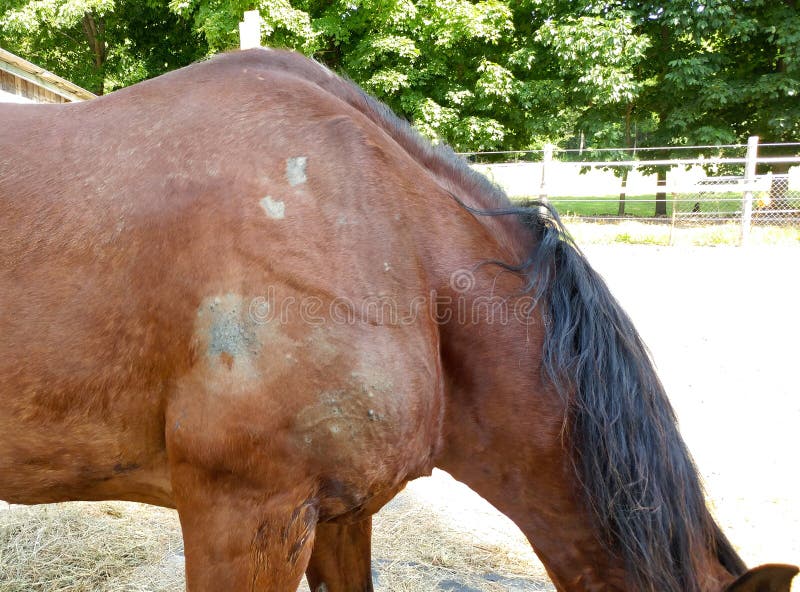 Vue latérale du cheval avec sarcoïde et taches de peau sèche. Vue latérale du cheval avec sarcoïde et des taches de peau sèche nue prises en paddock à l'extérieur par jour ensoleillé avec des arbres verts et clôtures en arrière-plan.