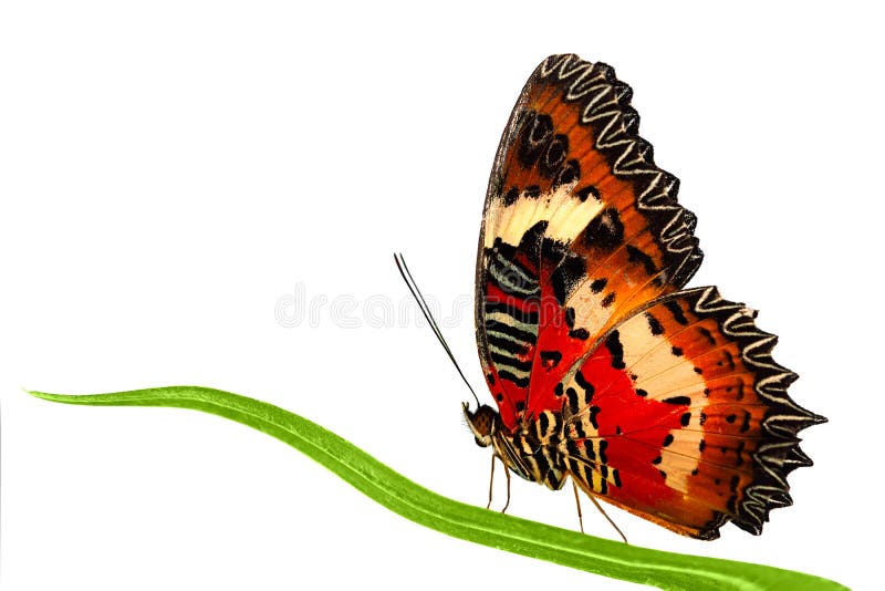 Side view of Leopard Lacewing butterfly sitting on grass leaf. Stock photo isolated on white background. Side view of Leopard Lacewing butterfly sitting on grass leaf. Stock photo isolated on white background