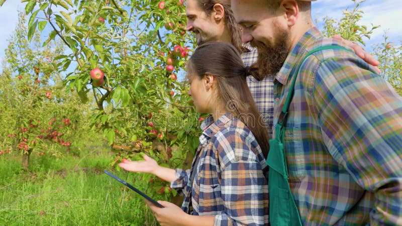 Vue latérale 3 jeunes propriétaires d'entreprise familiale dans un verger de pomme taille et qualité de l'étude. banque de vidéos