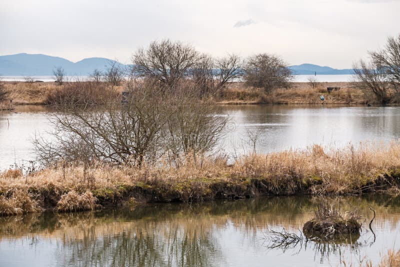 Vue le long de l'eau et des roseaux un jour en retard mat d'hiver avec des buissons dans la distance sur la réserve naturelle photo libre de droits Vue le long de l'eau et des roseaux un jour en retard mat d'hiver avec des buissons dans la distance sur la réserve naturelle photo libre de droits