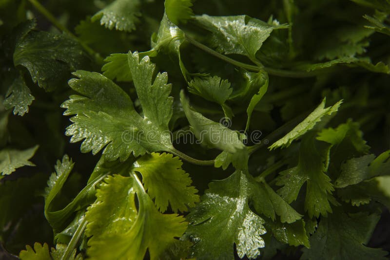 Vue macro du cilantro fraîchement récolté photographie stock libre de droits