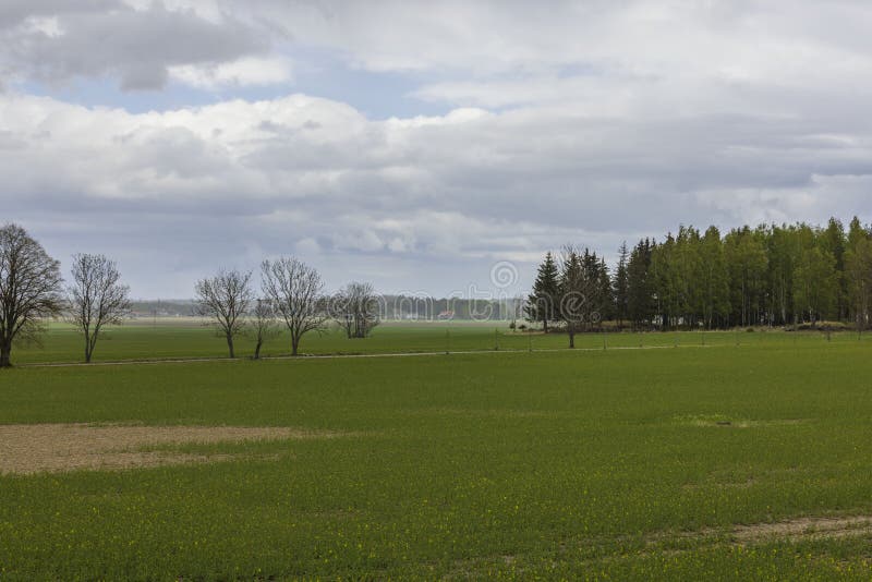 Vue magnifique de champ vert d'été avec les cultures. sucré. europe.