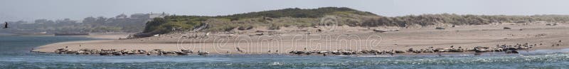 Long distance panoramic view of seal colony on north end of Salishan Spit. Image taken near Mos Restaurant in Lincoln City, Oregon. Long distance panoramic view of seal colony on north end of Salishan Spit. Image taken near Mos Restaurant in Lincoln City, Oregon.