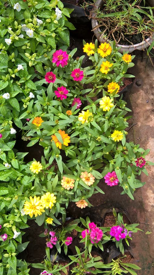 Vue Panoramique De Fleurs Et De La Plante Colorees Aster Image Stock Image Du Ecologie Colore