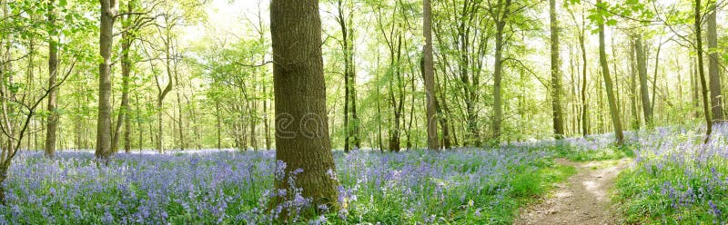 Vue panoramique des bluebells image stock Vue panoramique des bluebells image stock