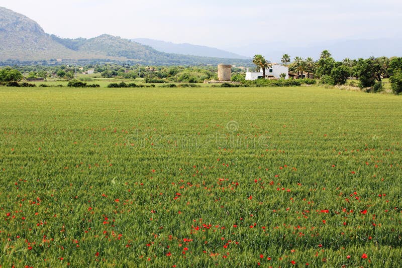 Vue panoramique sur des champs près d'AlcÃºdia, en Majorque