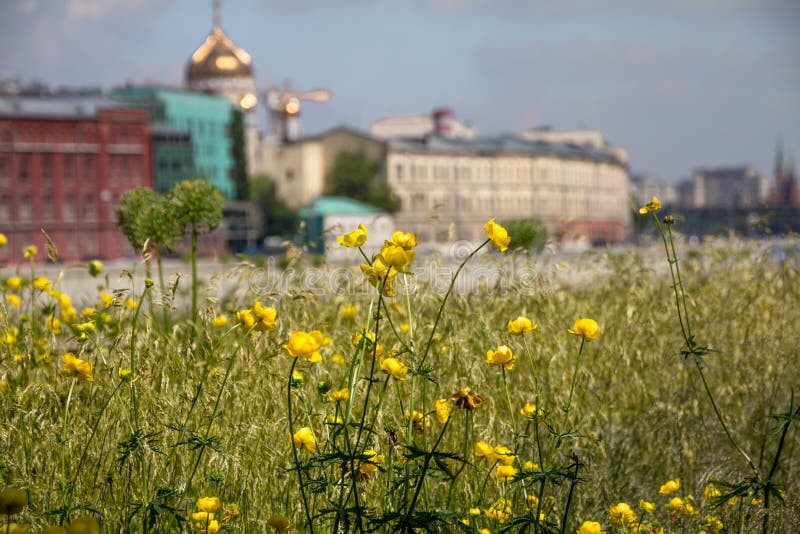 Vue peu commune de Moscou derrière des renoncules balançant en vent photographie stock Vue peu commune de Moscou derrière des renoncules balançant en vent photographie stock