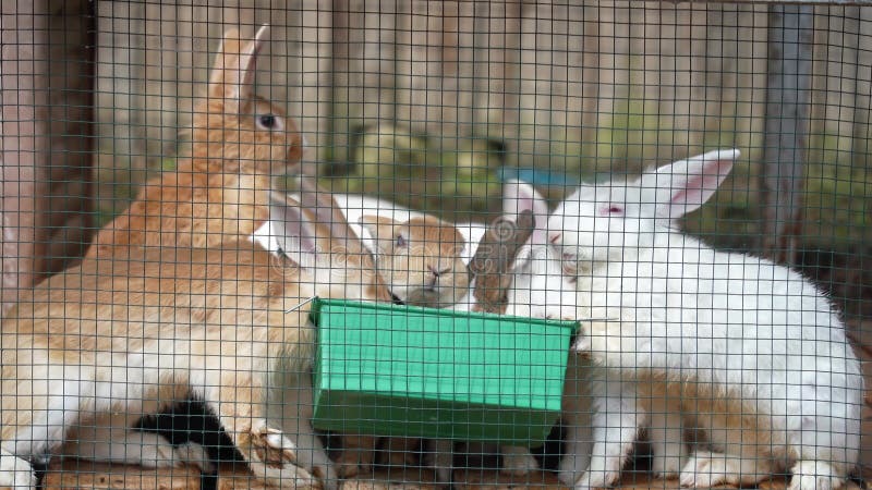 Vue rapprochée d'un groupe de lapins mangeant du fourrage dans la cage banque de vidéos