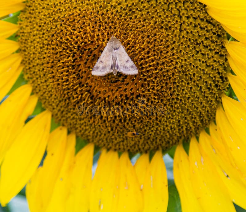 Vue rapprochée d'un insecte des papillons de nuit sur les bouquets de disques de tournesol photos stock Vue rapprochée d'un insecte des papillons de nuit sur les bouquets de disques de tournesol photos stock