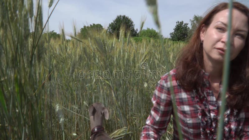 Vue rapprochée d'une femme heureuse avec un chien greyhound au milieu d'un champ de blé. banque de vidéos