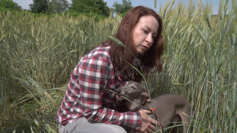 Vue rapprochée d'une femme heureuse avec un chien greyhound au milieu d'un champ de blé. concept nature et animaux clips vidéos