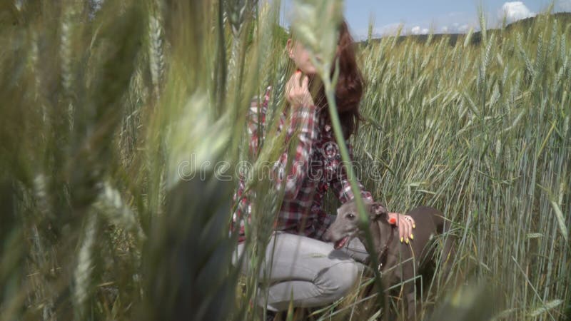 Vue rapprochée d'une femme heureuse avec un chien greyhound au milieu d'un champ de blé. concept nature et animaux clips vidéos