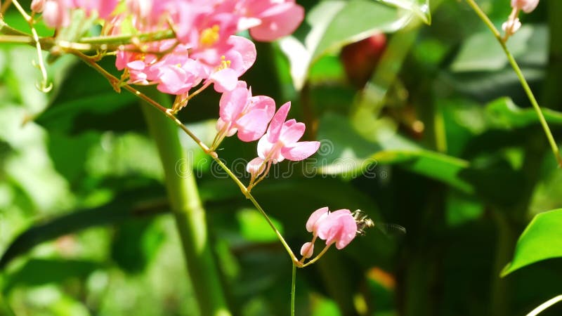 Vue rapprochée d'une fourmi noire grimpant sur la fleur rose clips vidéos