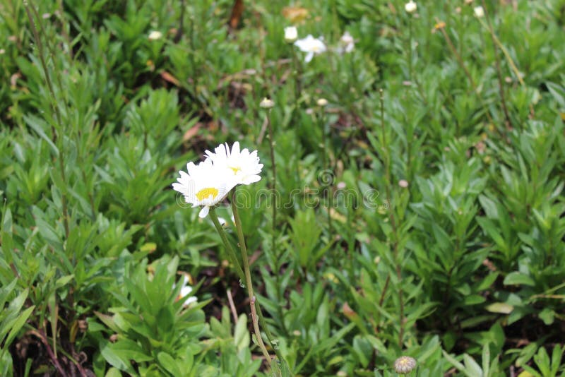 Two white Daisy flowers in a field looking alone and enjoying each other company. Two white Daisy flowers in a field looking alone and enjoying each other company