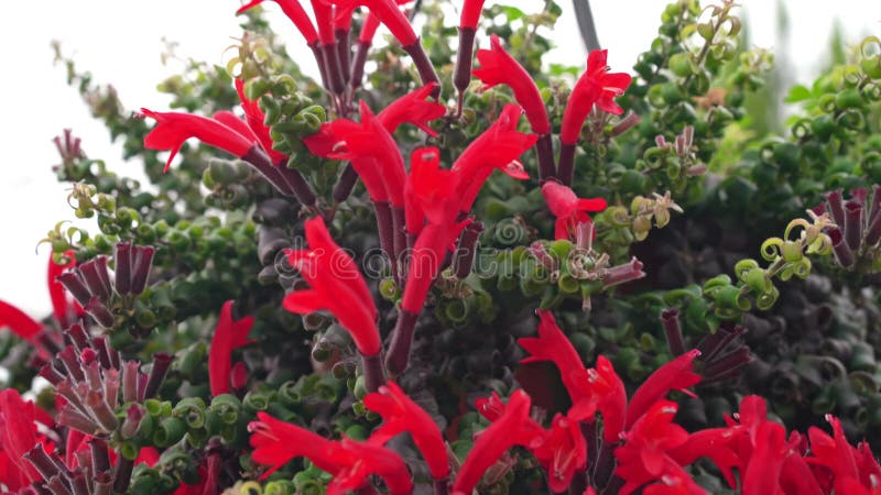 Vue rapprochée de la fleur rasta d'aeschynanthus clips vidéos