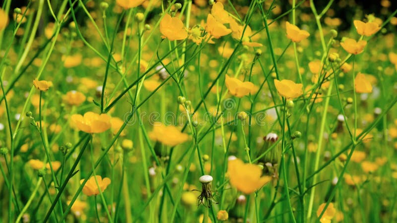 Vue rapprochée de la vidéo sur fond de belles fleurs sauvages jaunes. une prairie ou un champ jaune clips vidéos