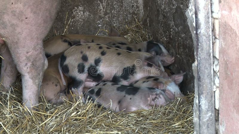 Vue rapprochée des bébés porcelets dormant. clips vidéos