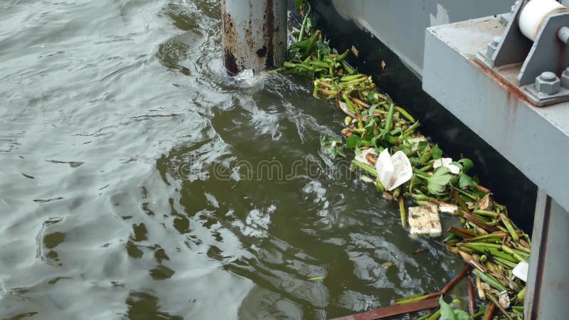 Vue rapprochée des ordures et autres débris flottant sur l'eau Chao Phraya clips vidéos