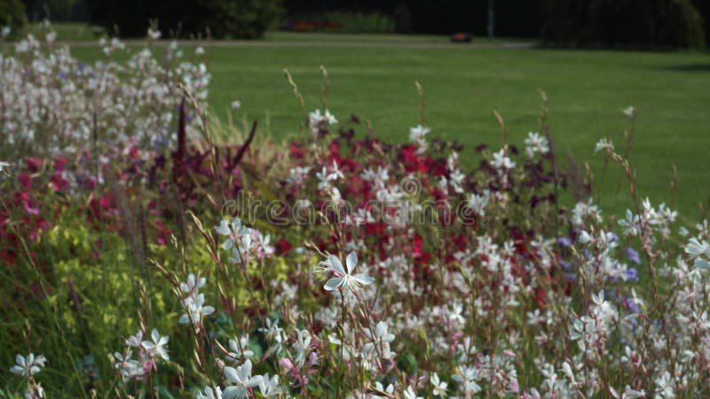 Vue rapprochée des tiges de fleurs dans un lit à fleurs se balançant dans un vent banque de vidéos