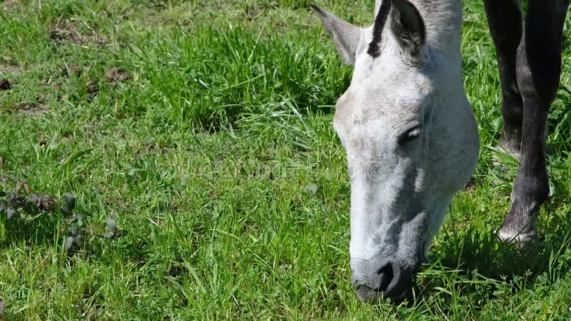 Vue rapprochée du cheval pâturant sur le terrain avec herbe verte. animaux de ferme vidéo résolution 4k avec cheval banque de vidéos