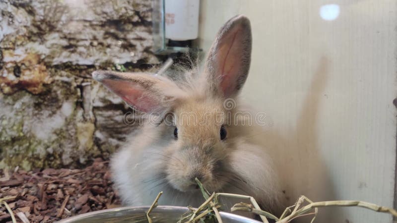 Vue rapprochée du lapin mangeant de l'herbe dans la cage clips vidéos