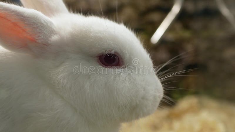 Vue rapprochée sur l'herbe blanche mangeant le lapin banque de vidéos