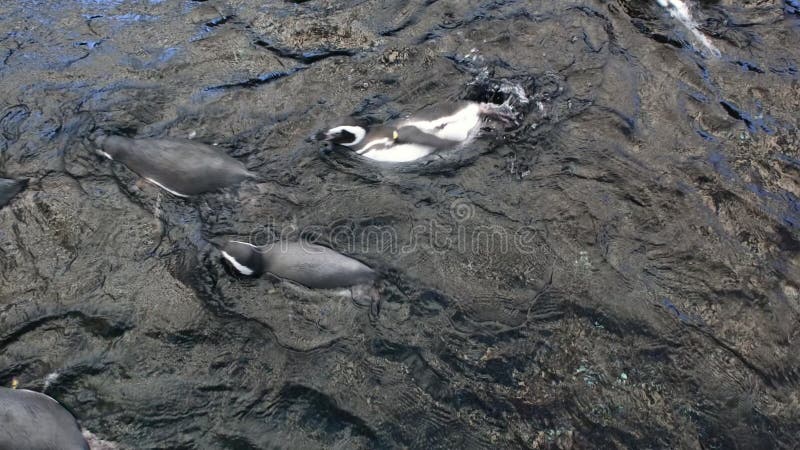 Vue rapprochée sur manchots magellaniques nageant en rond. vidéo des pingouins magellaniques qui vivent dans la mer près du banque de vidéos