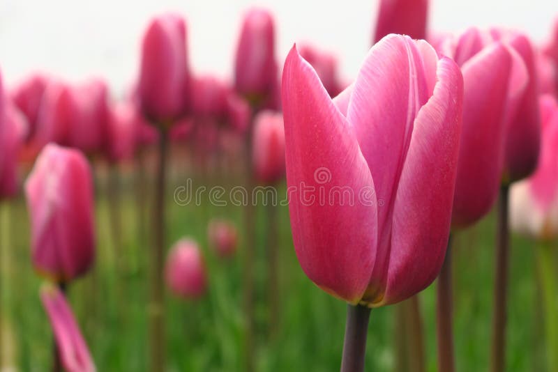 Vue rose de floraison de tulipes de ressort Jardin de floraison de tulipes au printemps Fleurs roses de floraison de tulipe dans photographie stock libre de droits Vue rose de floraison de tulipes de ressort Jardin de floraison de tulipes au printemps Fleurs roses de floraison de tulipe dans photographie stock libre de droits