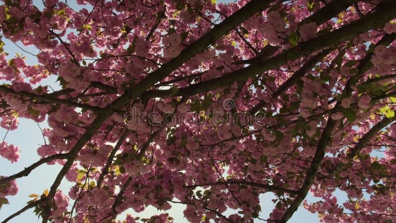 Vue rétroéclairée des branches de fleurs de cerisier rose fleurissant au printemps avec rayons du soleil filtrant à travers les pé banque de vidéos