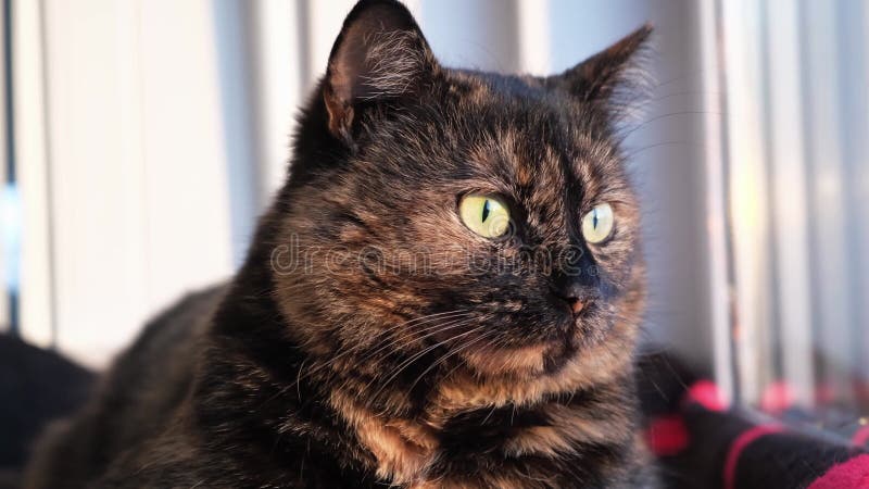 Vue sauvage de shorthair tortoiseshell color cat regardant par la fenêtre et à la caméra couchée sur une couverture de laine banque de vidéos