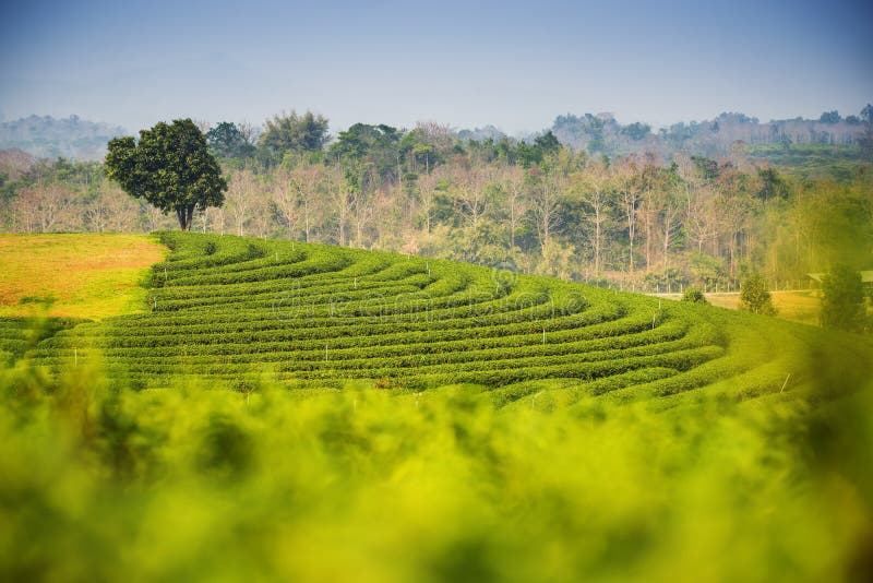 Vue scénique chez Choui Fong Tea Plantation, Chiangrai Thaïlande image stock Vue scénique chez Choui Fong Tea Plantation, Chiangrai Thaïlande image stock