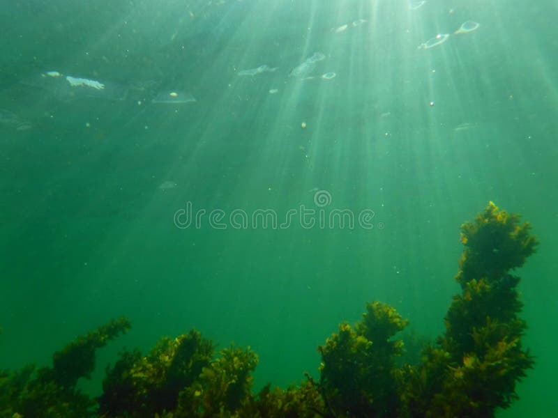 Underwater view of algae under a ray of sunlight swayed by the current. Underwater view of algae under a ray of sunlight swayed by the current