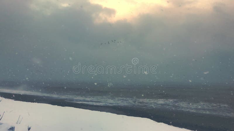 Vue statique de forte tempête de neige dans une plage avec la mer agitée et les oiseaux de vol banque de vidéos