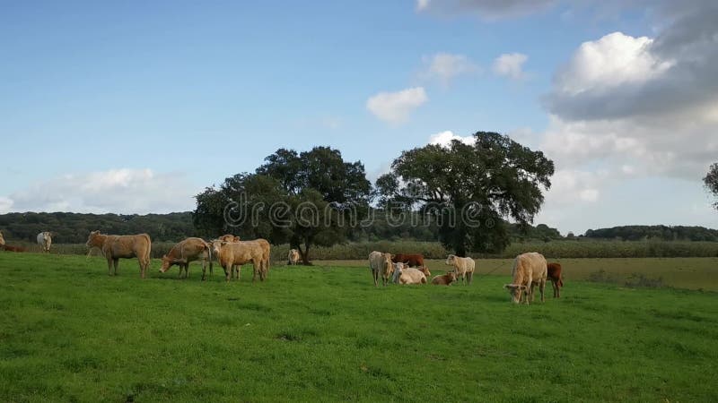 Vue statique des vaches broutant dans le pâturage avec arbres et ciel bleu en arrière-plan banque de vidéos