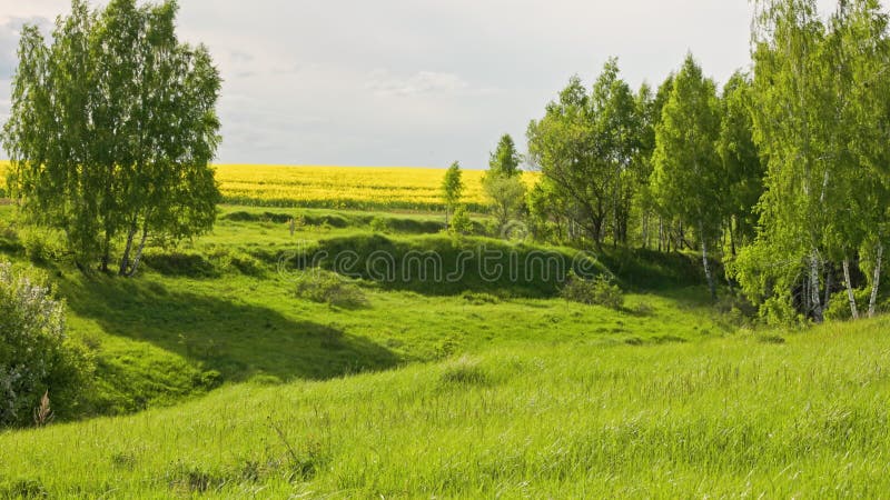 Vue statique lente du ravin vert avec l'herbe verte se balançant sur les bouleaux à vent et le champ de graines jaunes banque de vidéos