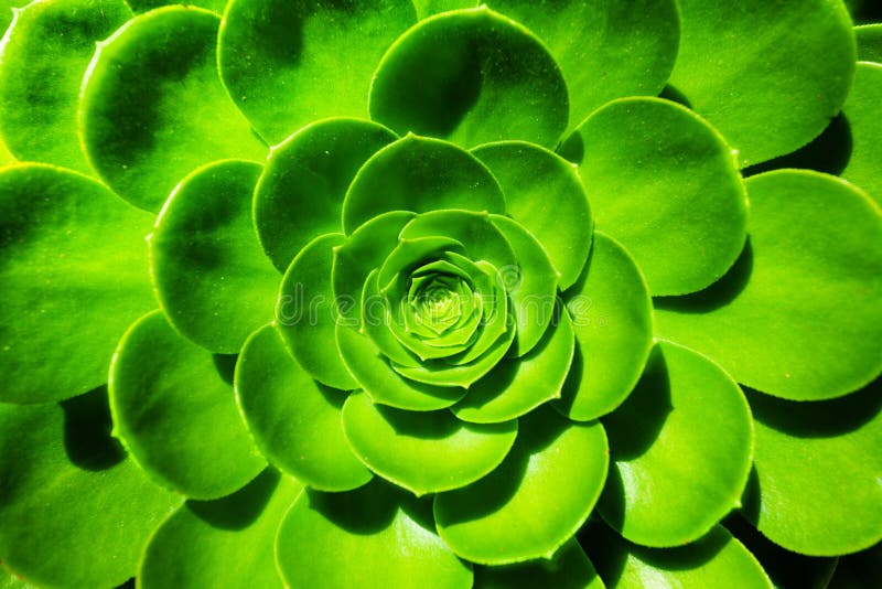 La Plante Verte Dans Le Tube à Essai a Rempli Avec De L'eau Photo stock -  Image du organisé, centrale: 41852188