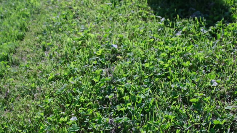 Vue supérieure d'une pelouse verte l'appareil photo est utilisé pour attraper un petit lapin