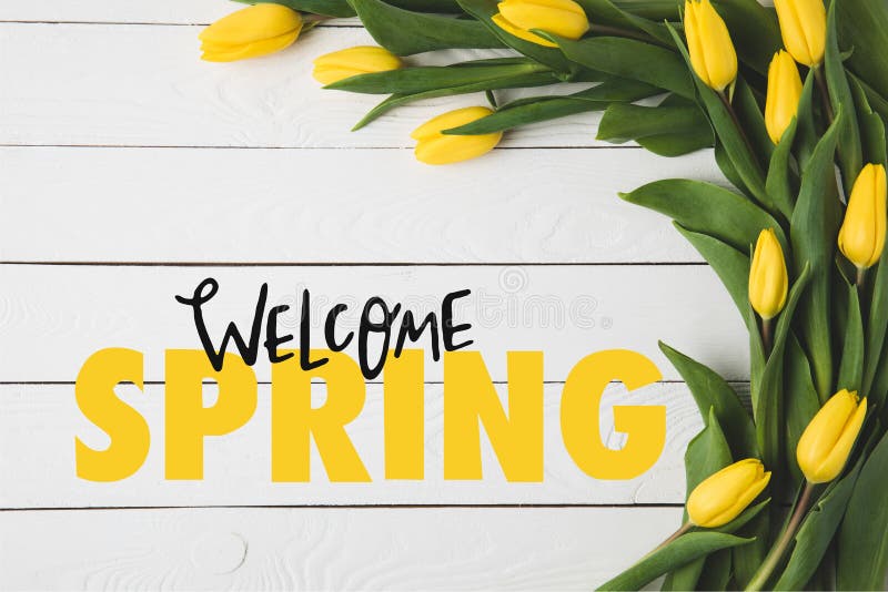vue supérieure de belles tulipes jaunes de floraison et lettrage BIENVENU de RESSORT sur le blanc photo libre de droits vue supérieure de belles tulipes jaunes de floraison et lettrage BIENVENU de RESSORT sur le blanc photo libre de droits