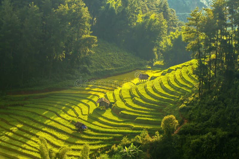 Vue supérieure des gisements en terrasse de riz sur la MU Cang Chai District, YenBa photographie stock libre de droits Vue supérieure des gisements en terrasse de riz sur la MU Cang Chai District, YenBa photographie stock libre de droits