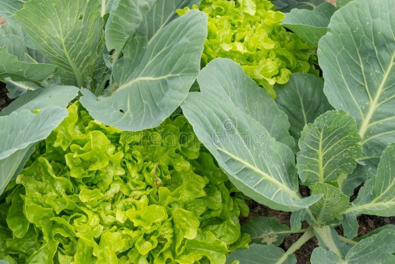 Vue supérieure sur la salade verte fraîche de laitue Nourriture saine photographie stock Vue supérieure sur la salade verte fraîche de laitue Nourriture saine photographie stock