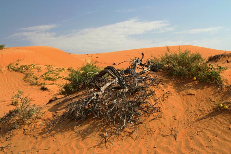 Vue sur l'arbre nu mort brûlé sec en dune de sable orange rouge avec la végétation verte disponible photo stock Vue sur l'arbre nu mort brûlé sec en dune de sable orange rouge avec la végétation verte disponible photo stock