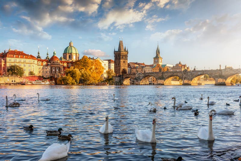Vue sur la rivière Vltava avec des cygnes sur le pont Charles et le vieux paysage urbain de Prague, République Tchèque photos libres de droits Vue sur la rivière Vltava avec des cygnes sur le pont Charles et le vieux paysage urbain de Prague, République Tchèque photos libres de droits