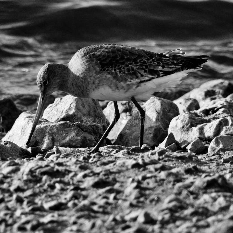 Vue sur un Godwit à la Tête de Bar. Vue sur un Godwit à la tête d'un bar dans la réserve naturelle de Martin Mere